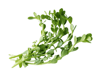 Advanced Memory Formula-ingrediant-3